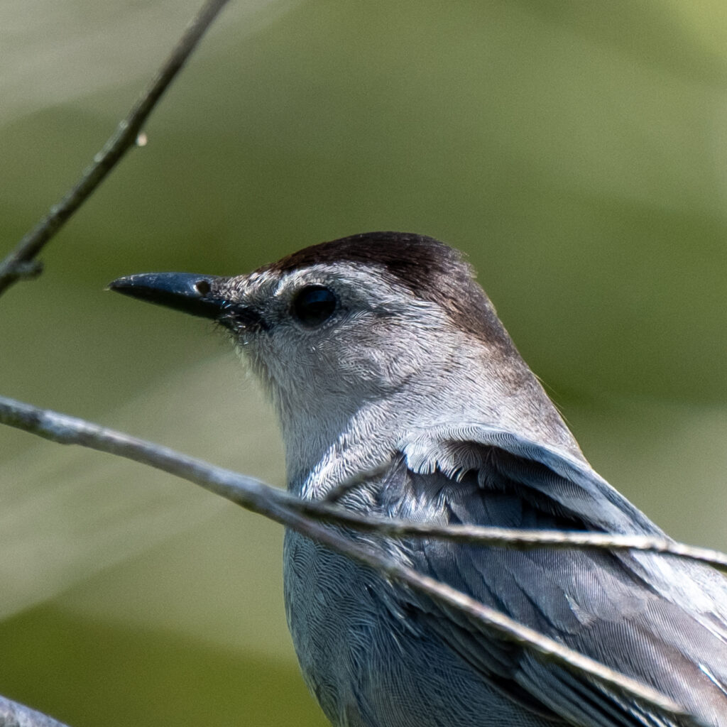 Grey catbird
