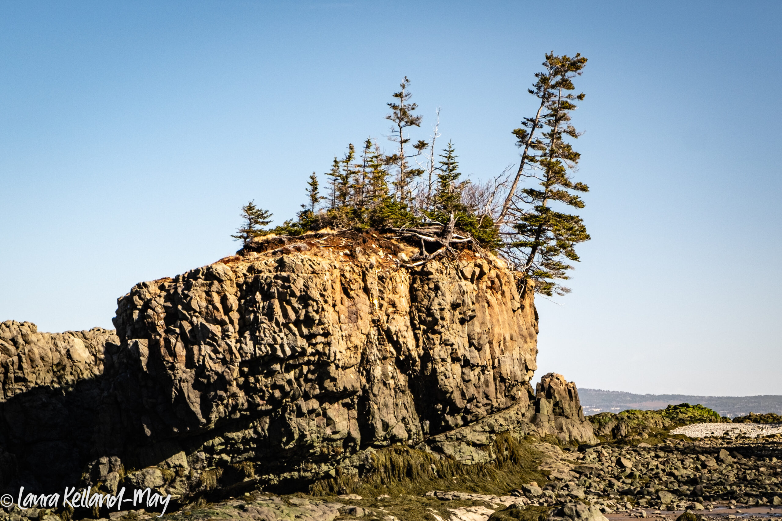 View of Baxter's Harbour Sea Stack at low tide with a treetipping off the top