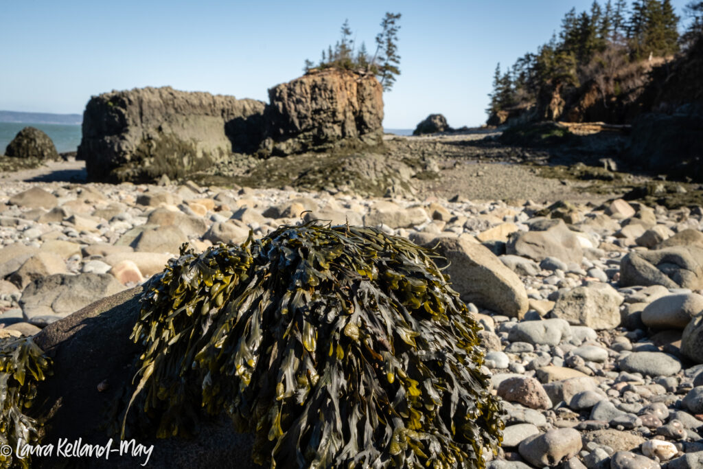 Low Tide at Baxter's Harbour with rock covered in Seaweed